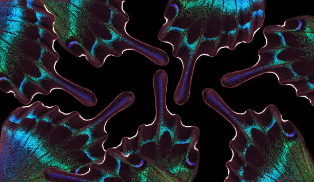 istock abstract pattern of tropical butterfly wings. 2184137648