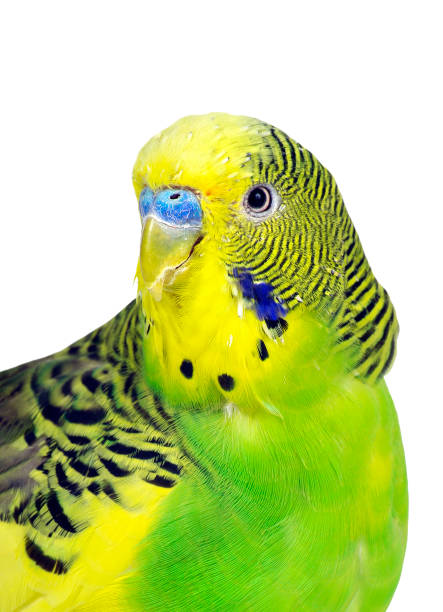 istock budgerigars isolated on white background. wavy parrot close up. 2184139832