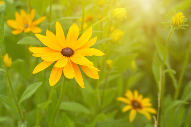 Yellow Coneflower with purple center photographed in the wild.
