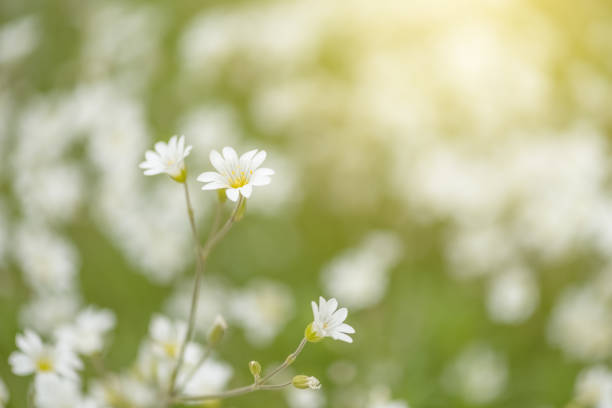 istock White small flowers in sunlight. Spring sunny background. Selective focus. 2184141044