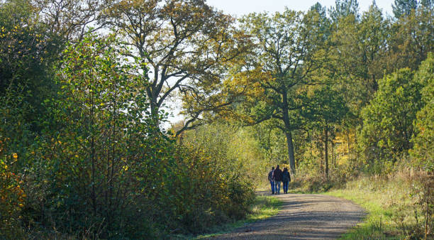 istock Three people walking in Fineshade Forest Northamptonshire 2184141655