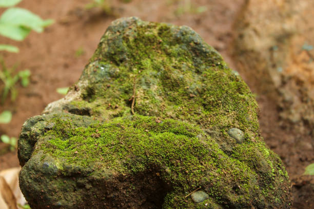 close up of green moss plant on rock
