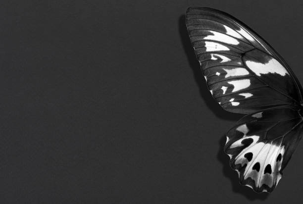 black and white picture of a butterfly head