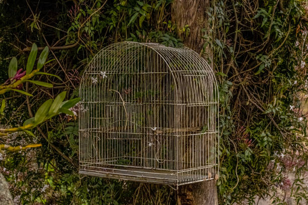 istock Empty white birdcage with poets' jasmine in the background in a beautiful garden 2184145298