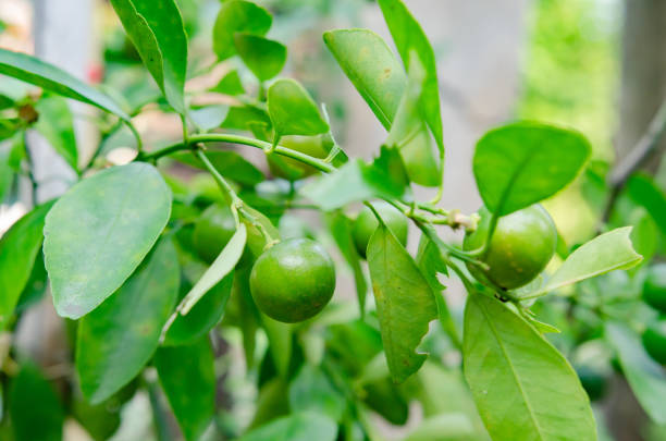 istock Fresh kumquat fruits on the tree  top view 2184145496