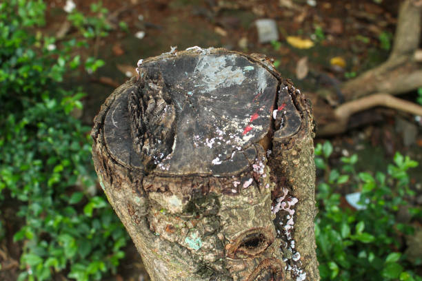 close up of a tree trunk that was cut down