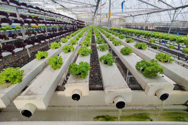 istock Hydroponic Organic vegetable cultivation farm. 2184147495