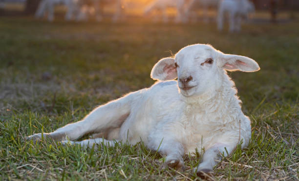 istock Lazy Katahdin sheep lamb enjoying last light on a field 2184147648