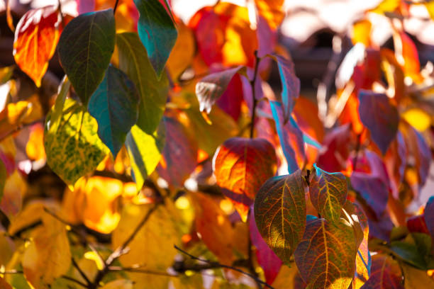 A vibrant close-up of colorful autumn leaves illuminated by warm sunlight, showcasing shades of orange, red, and green. The backlit leaves create a captivating blend of textures and hues, symbolizing the beauty of the fall season.