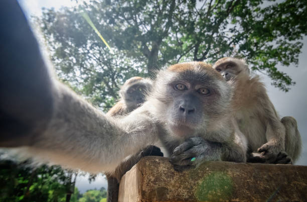 istock A group of monkeys in close up 2184148623