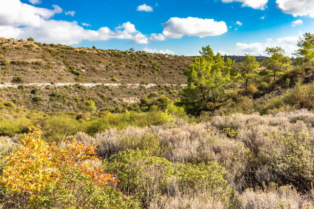 Sunny skies, lush green pine trees, and large, puffy white clouds. Nature, fresh air, and scenery.