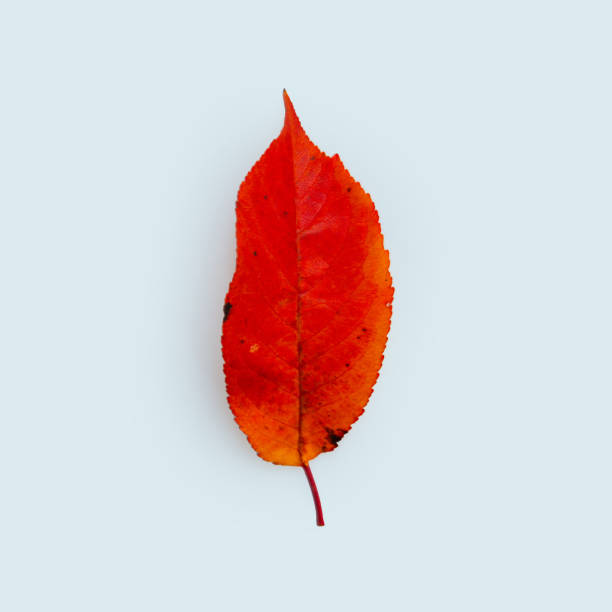 Autumn leaf with bright red - orange gradient on blue background. Autumn, creative idea. Fall leaves concept