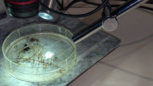 istock A microscope in the scintific laboratory ready to examinate the sample with substrate of truffle spores. 2184149169