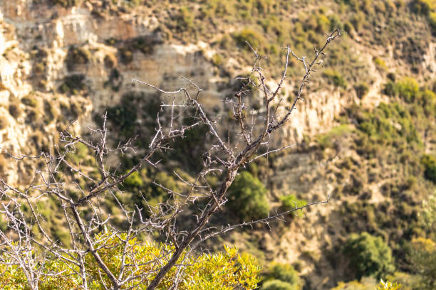 A secluded rock formation with sparse bushland in the mountains of Cyprus, reflecting the tranquility and natural beauty of the mountainous region
