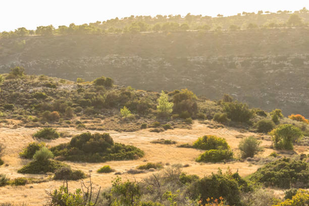 Landscape photo, nature, forest, Usak, Turkey