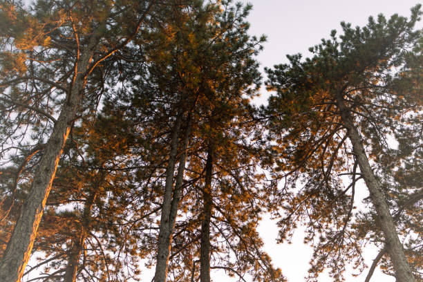A stunning upward view of tall pine trees illuminated by the golden hues of sunset. The image captures the beauty of the forest canopy and the serene atmosphere of nature in warm light.