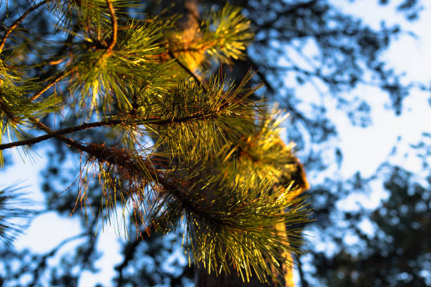 A close-up view of pine branches illuminated by warm sunlight, showcasing the vibrant green needles against a backdrop of a clear blue sky. The image captures the essence of nature’s beauty and tranquility in a forest setting.