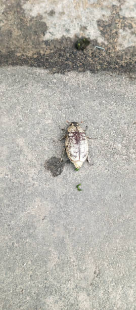 istock Cyphochilus Insect Insulation Asphalt Floor 2184150107
