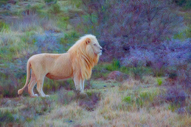 Male white lion portrait (leucitic) in a South African Game Reserve.