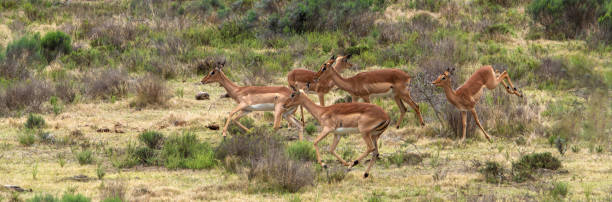 istock Female impala in a South African Game Reserve. 2184150237