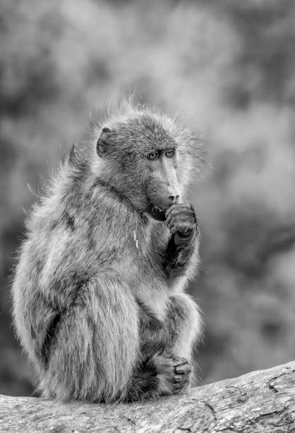 istock Baboon in a South African Game Reserve. 2184150300
