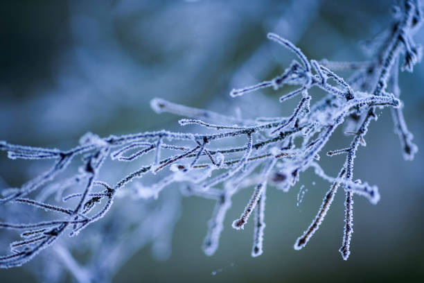 istock Frost on the plants and leaves 2184151860