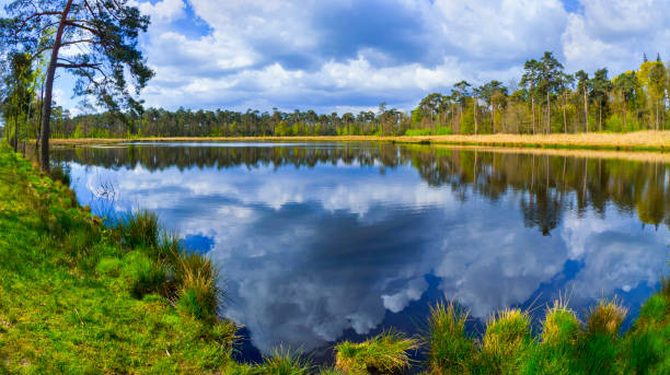Mastbos Forest, Mastbos Lake, Mastbos Natural Reserve, Breda, Noord-Brabant Province, Holland, Netherlands, Europe