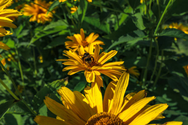 Flower care in the garden, bees on yellow flowers, flower pollination