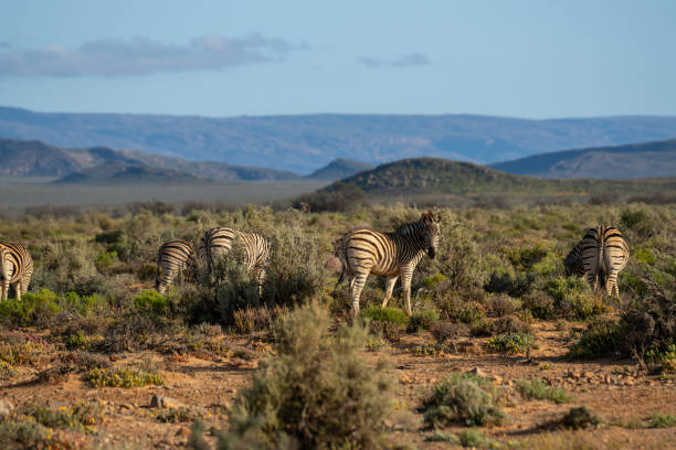 istock Herd of Zebra grazing in South African plains 2184153643