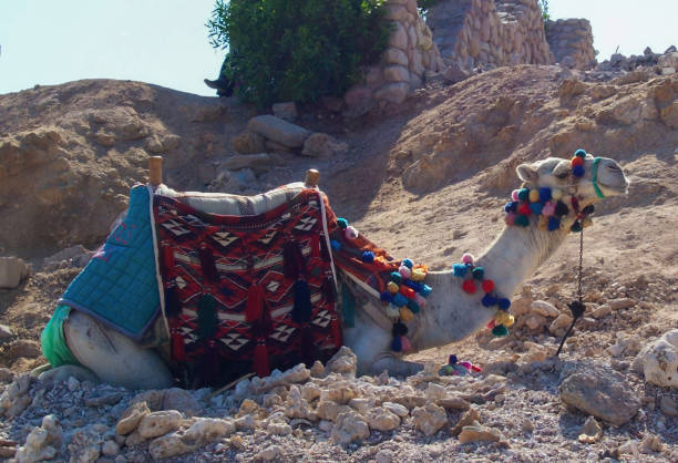 istock White dromedary resting on the ground in egypt 2184153669