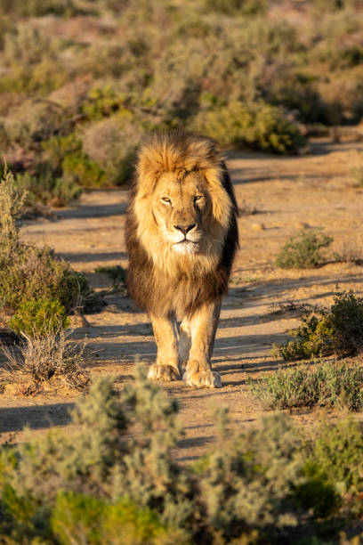 istock Male Lion stalking prey in plains. 2184153791