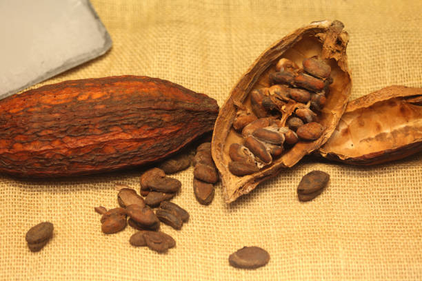 Close-up of cocoa beans and pods displayed on a burlap surface, showcasing the raw ingredients of chocolate