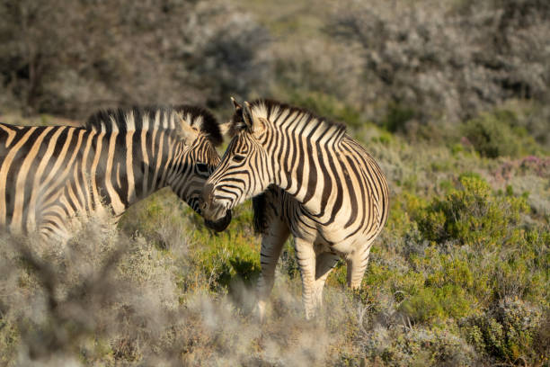 istock Herd of Zebra grazing in South African plains 2184153984