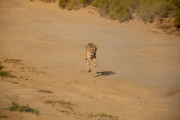 side-view of an african cheetah in the wild