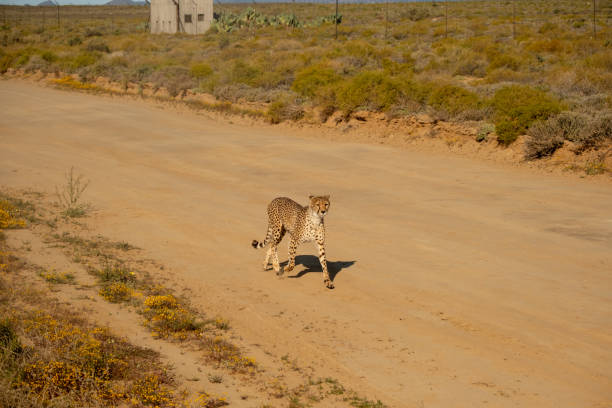A majestic cheetah (Acinonyx jubatus) strolling along a dirt road in South Africa, exuding grace and confidence. The image highlights the cheetah's slender build, distinctive spotted coat, and alert posture, set against a backdrop of natural vegetation. Perfect for wildlife, safari, and conservation themes, showcasing the coexistence of nature and human paths.