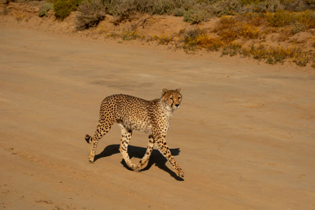 A majestic cheetah (Acinonyx jubatus) strolling along a dirt road in South Africa, exuding grace and confidence. The image highlights the cheetah's slender build, distinctive spotted coat, and alert posture, set against a backdrop of natural vegetation. Perfect for wildlife, safari, and conservation themes, showcasing the coexistence of nature and human paths.