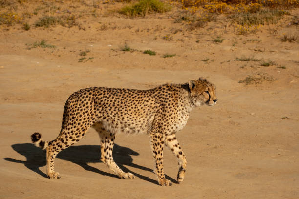 istock African Cheetah walking along a road 2184154749