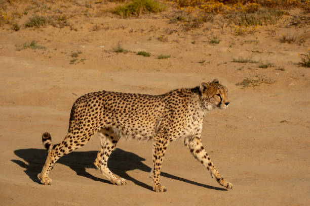 istock African Cheetah walking along a road 2184154752