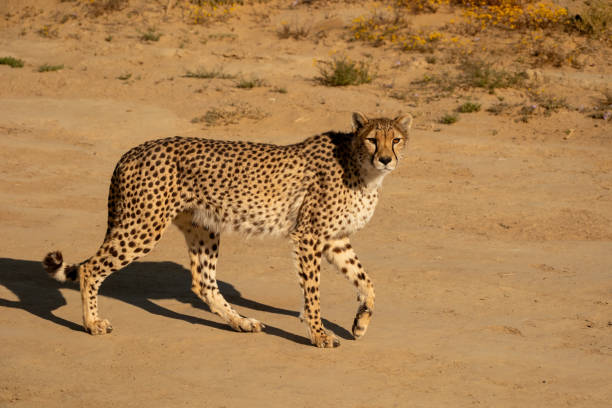 istock African Cheetah walking along a road 2184154753