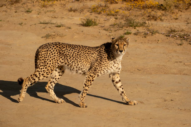 istock African Cheetah walking along a road 2184154760