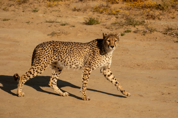istock African Cheetah walking along a road 2184154763
