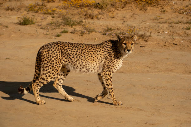 istock African Cheetah walking along a road 2184154769