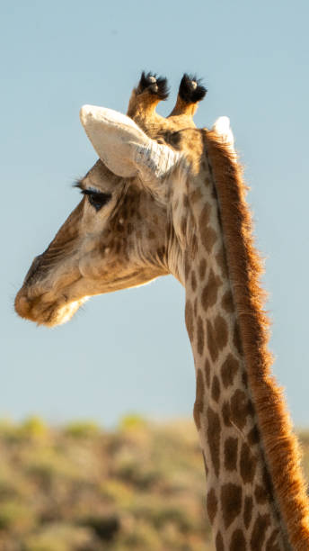 istock Giraffe head and neck in the African Savanna 2184154791