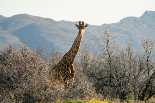 istock Giraffe with a Calf in the African Savanna 2184154799