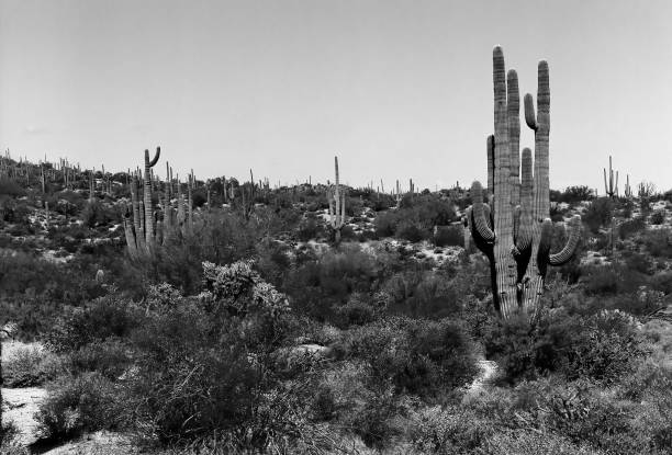 istock Film Image Sonora Desert Arizona Monochrome 2184155141