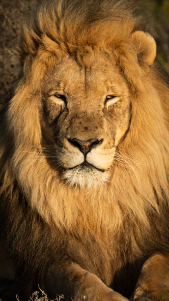 Male Lion stalking prey in plains.
