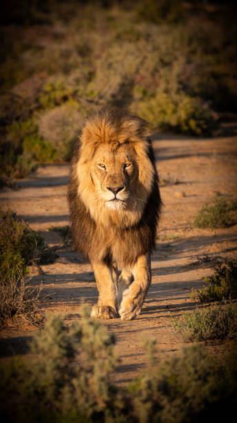 istock Male Lion stalking prey in plains. 2184156188
