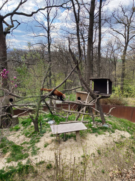 istock Red panda exploring its natural habitat in a vibrant zoo setting 2184156285