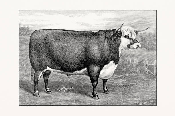 Hereford Cattle. Antique cattle illustration of a bull from an 1887 livestock book.