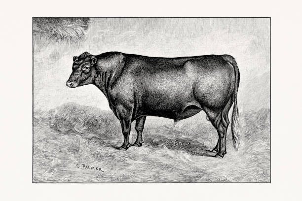 Red polled Cattle. Antique cattle illustration of a bull from an 1887 livestock book.